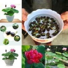Load image into Gallery viewer, Lotus Plant Seed (Piece of 40)
