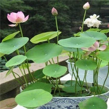 Load image into Gallery viewer, Lotus Plant Seed (Piece of 40)
