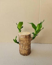 Load image into Gallery viewer, Brazilian Lucky Wood Mini Home Plant Decorations
