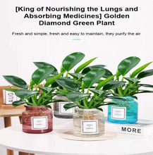 Load image into Gallery viewer, Lung Nourishing Plant
