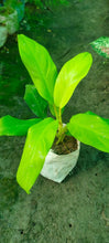 Load image into Gallery viewer, Lung Nourishing Plant

