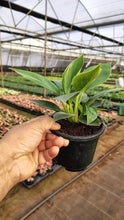 Load image into Gallery viewer, Lung Nourishing Plant
